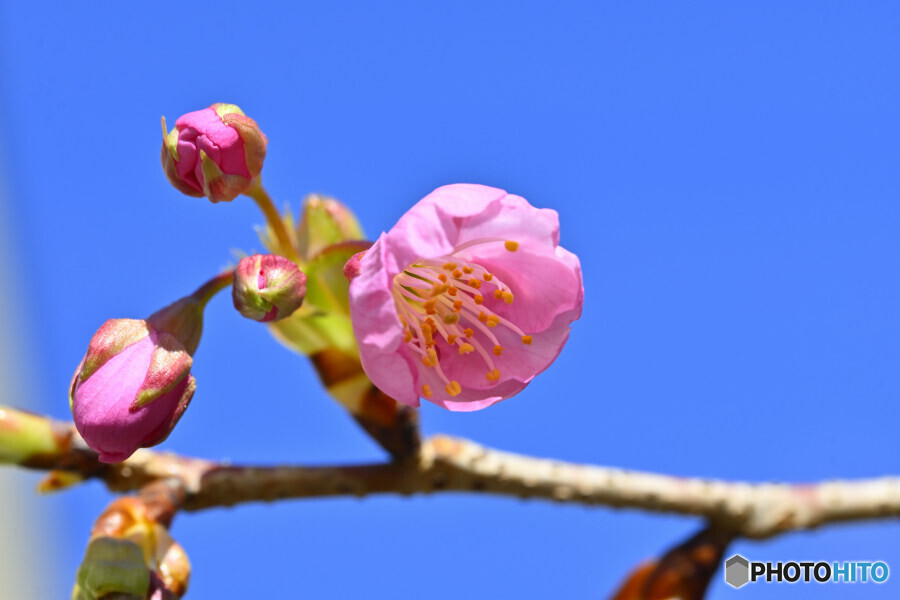 我が家の河津桜