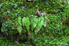 苔とシダ類の競演