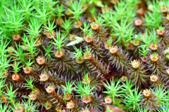 ウマスギゴケ ウマスギゴケ