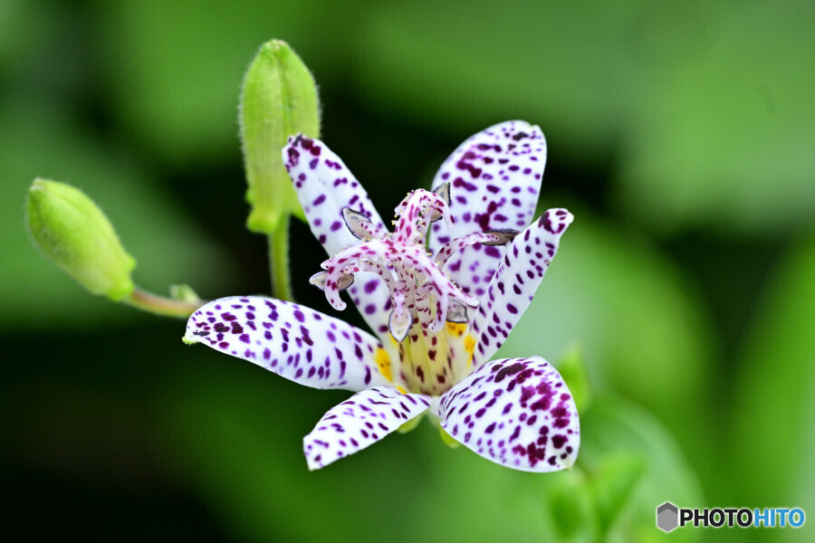 三光斑ホトトギス