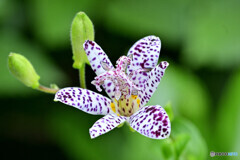 三光斑ホトトギス