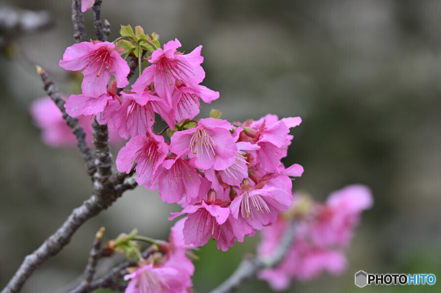 沖縄の桜 寒緋桜