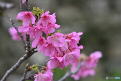 沖縄の桜 寒緋桜