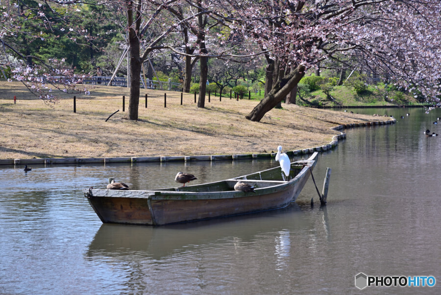 春の三渓園にて