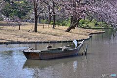 春の三渓園にて