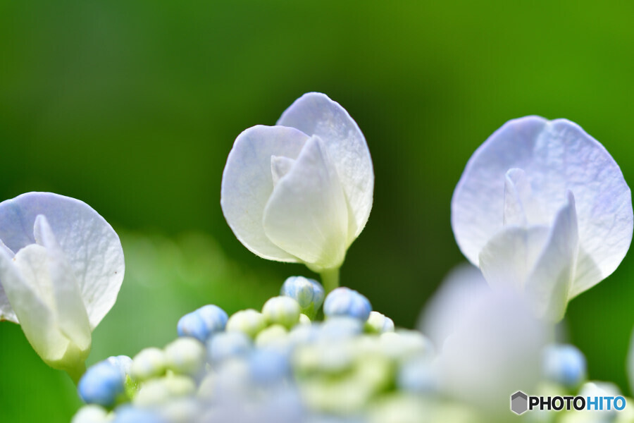 近所の紫陽花