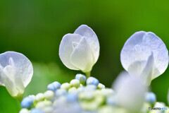 近所の紫陽花