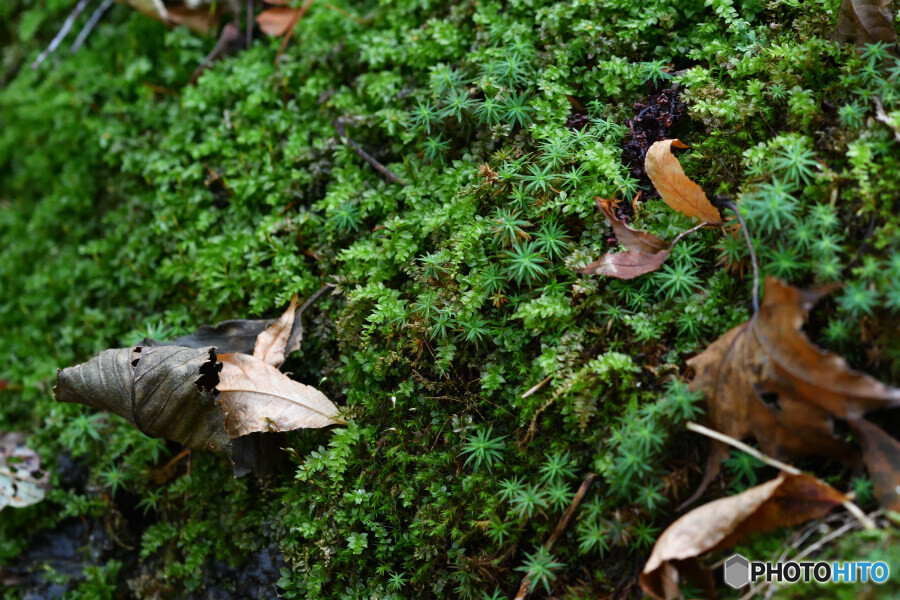 苔の競演