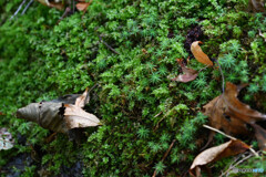 苔の競演