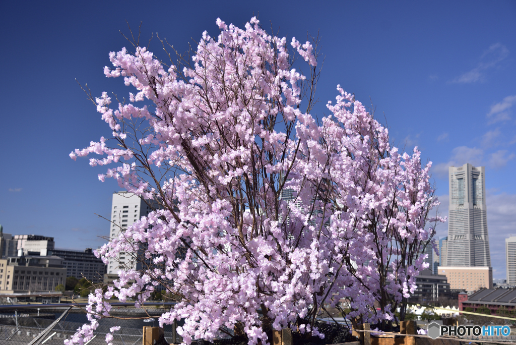 大さん橋の散らない桜（笑）