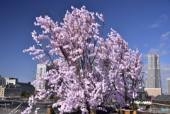 大さん橋の散らない桜（笑）