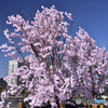大さん橋の散らない桜（笑）