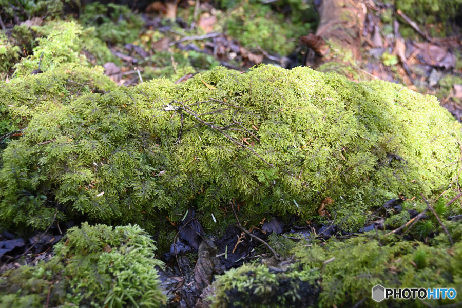 苔むす倒木 イワダレゴケ