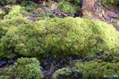 苔むす倒木 イワダレゴケ