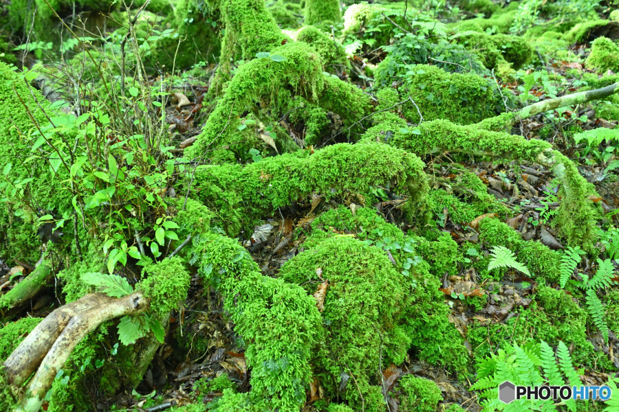 苔むす樹木の根
