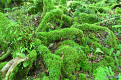 苔むす樹木の根