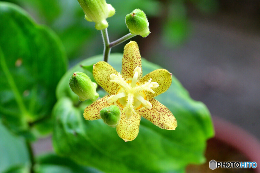 タマガワホトトギス