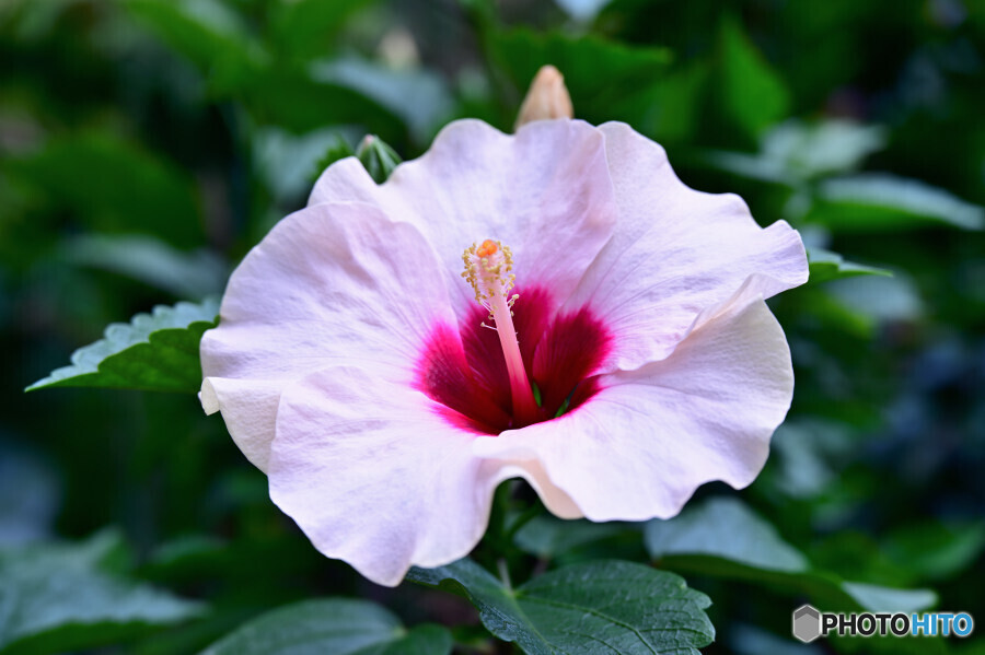 アドニスローザ