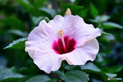 アドニスローザ