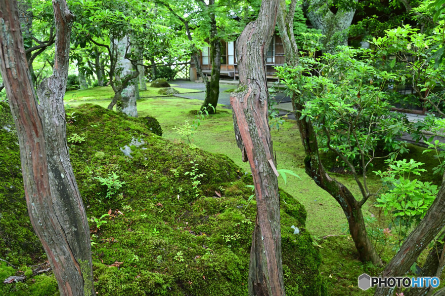 苔庭の佇まい