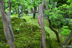 苔庭の佇まい