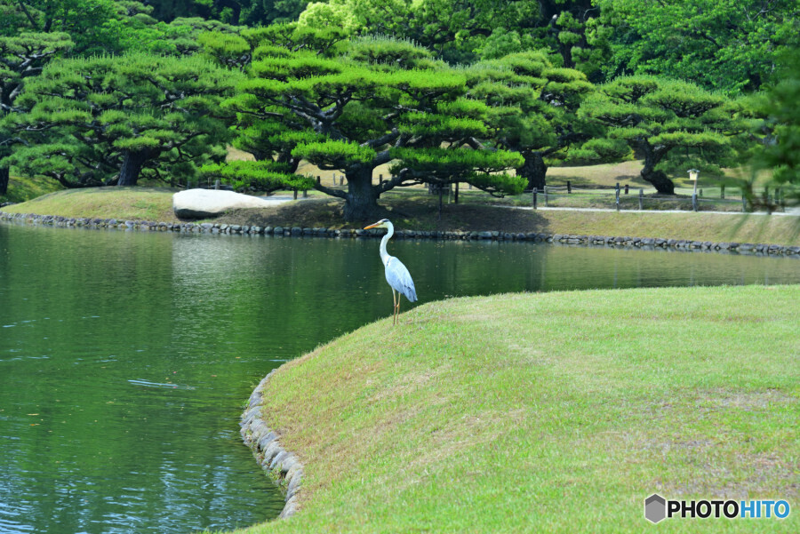 栗林公園にて