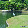 栗林公園にて