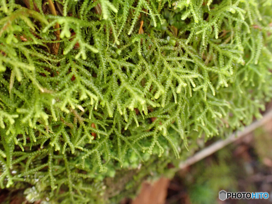 ミヤマスギバゴケ
