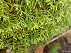 ミヤマスギバゴケ