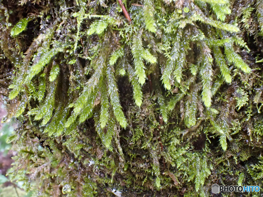 不明な苔