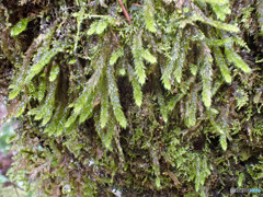 不明な苔