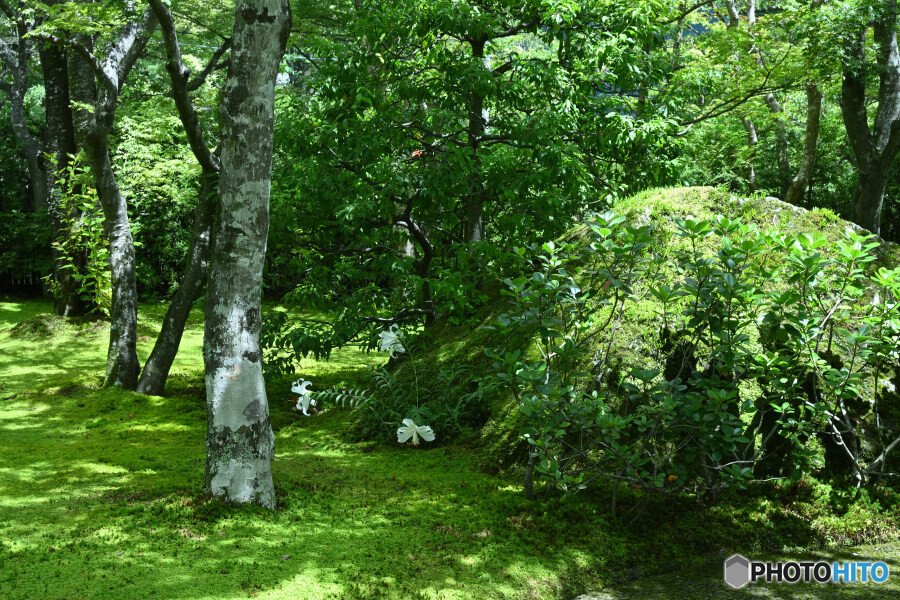 神仙郷苔庭