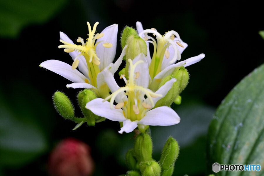 ホトトギス 白楽