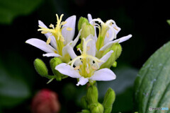 ホトトギス 白楽