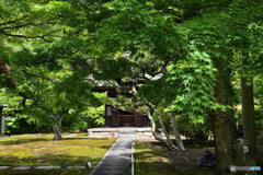 鎌倉長寿寺の苔庭