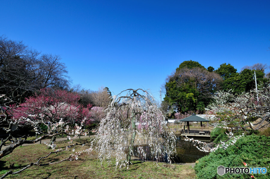 大倉山公園 梅林