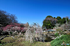 大倉山公園 梅林