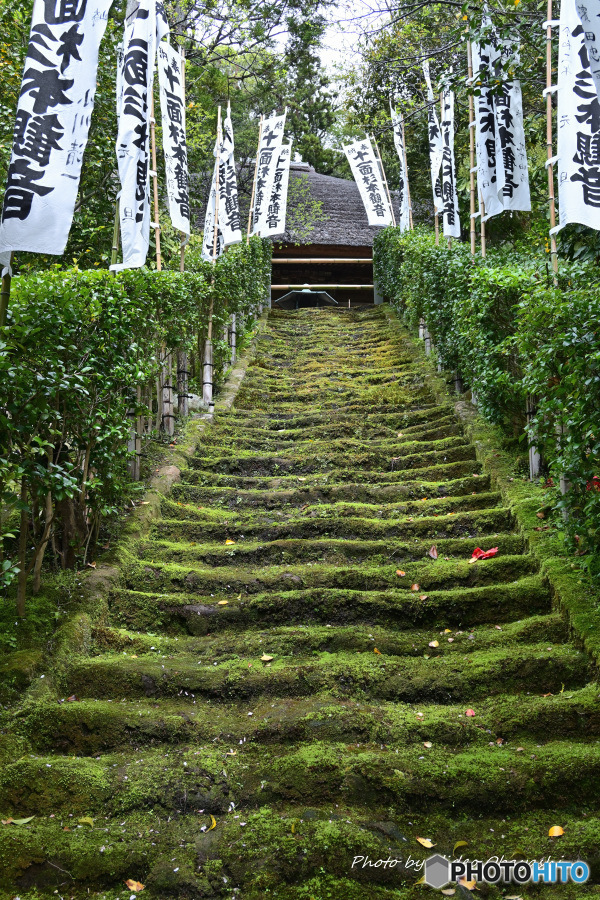 杉本寺 苔の階段