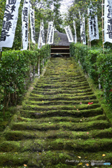 杉本寺 苔の階段