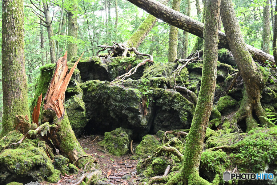 苔むす巨大溶岩
