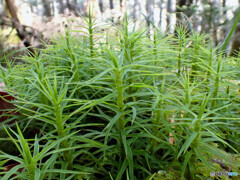 セイタカスギゴケ