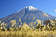 ススキと富士山