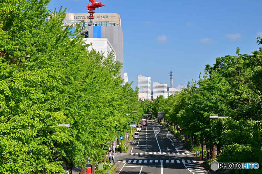 新緑の山下公園通り