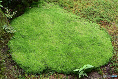 ホソバミズゴケの群落