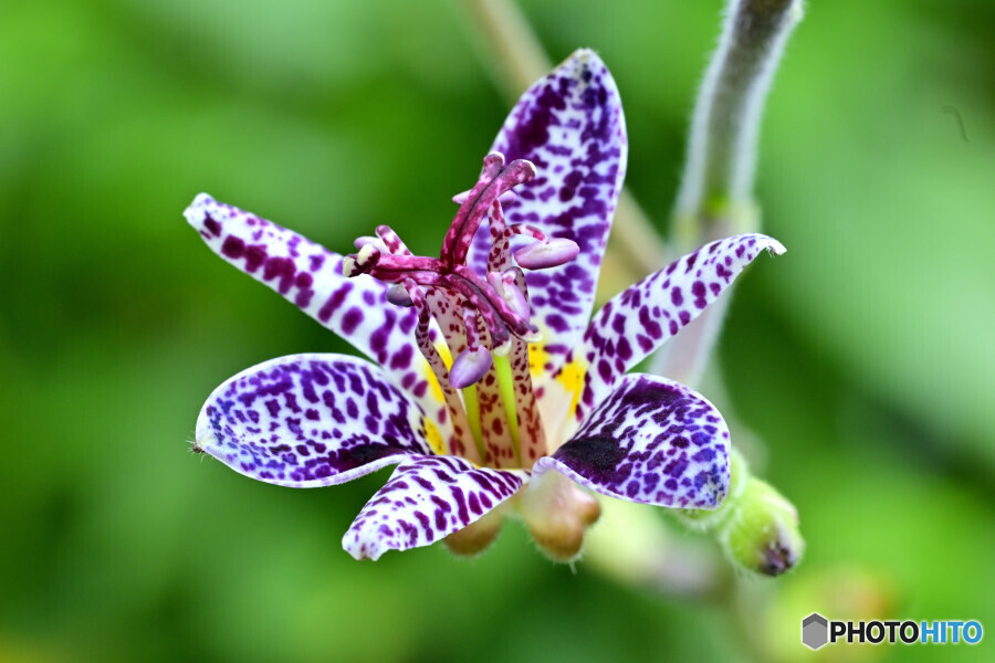 ホトトギス 満天の星