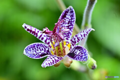 ホトトギス 満天の星