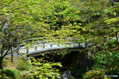 苔庭への入り口