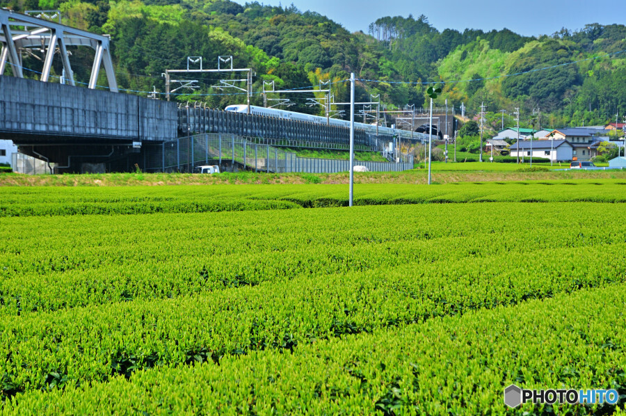 静岡牧之原茶の茶畑