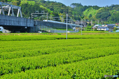 静岡牧之原茶の茶畑