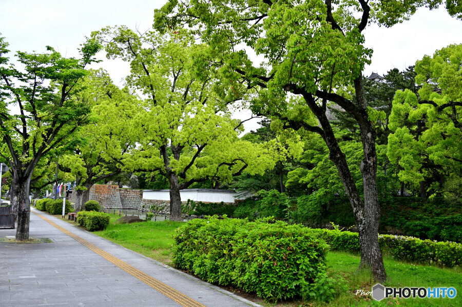丸亀城のお堀端